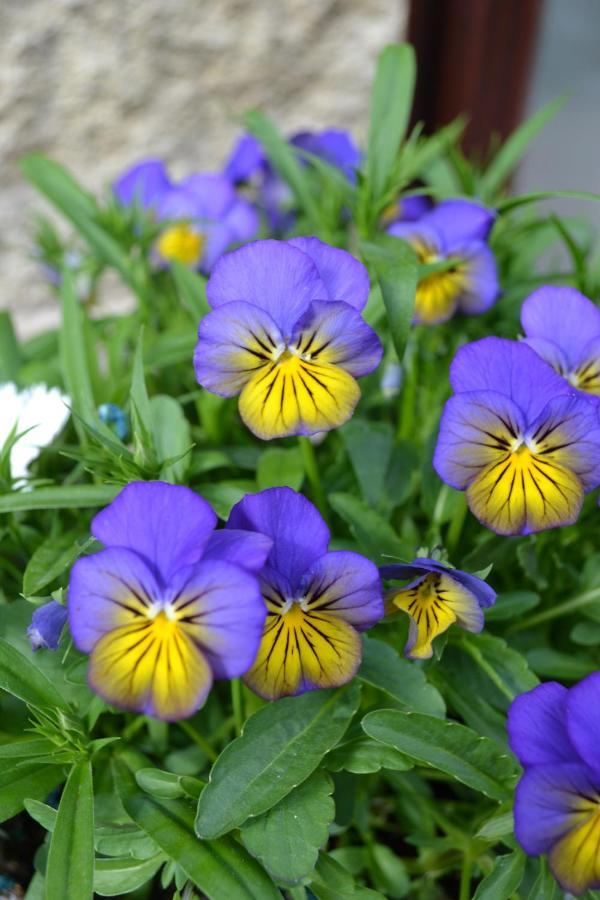 Castle Green Bed And Breakfast Ashbourne  Bagian luar foto