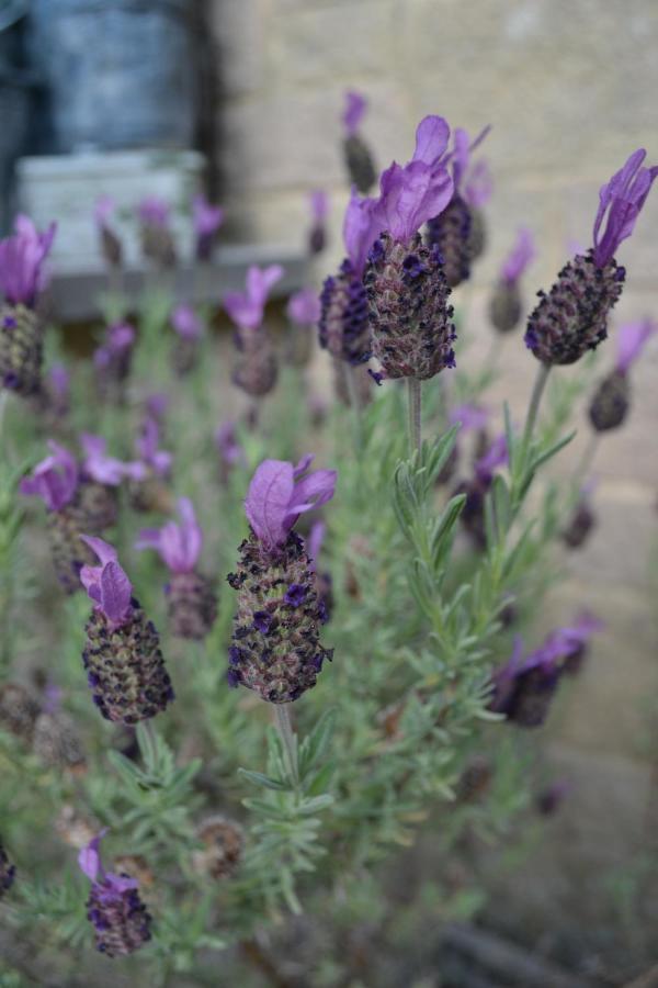 Castle Green Bed And Breakfast Ashbourne  Bagian luar foto